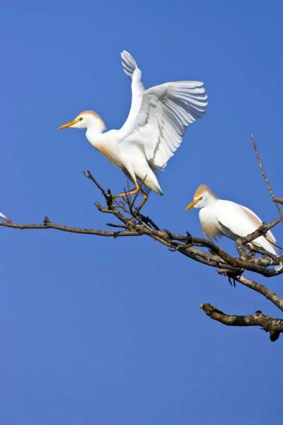 TX, High Island, Cattle egret pair in rookery